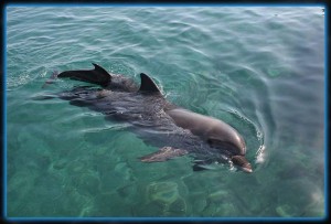 Why You Should Choose Dolphin Tours Destin For Your Next Vacation